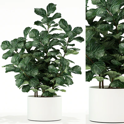 Plants collection 98 — Ver 1