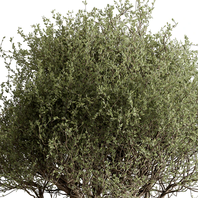 Outdoor Plants 594 - Tree in Pot — Descargar