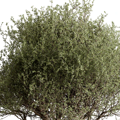 Outdoor Plants 594 - Tree in Pot — Ver 3