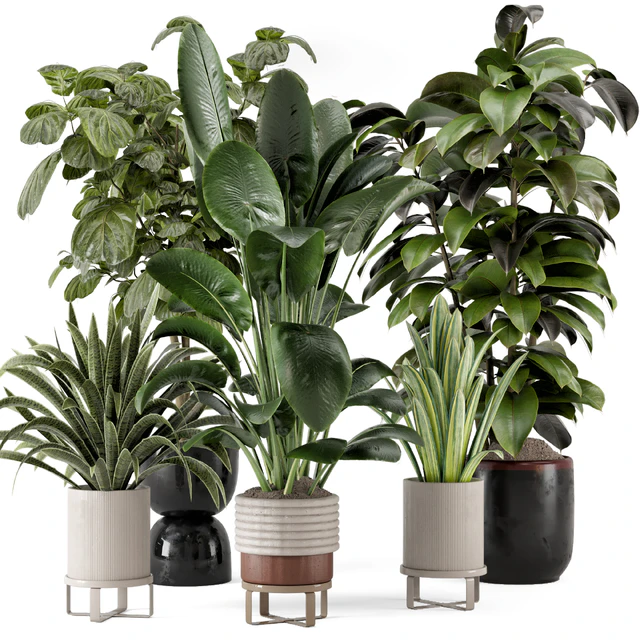 Indoor Plants in Ferm Living Bau Pot Large - Set 983 — Descargar