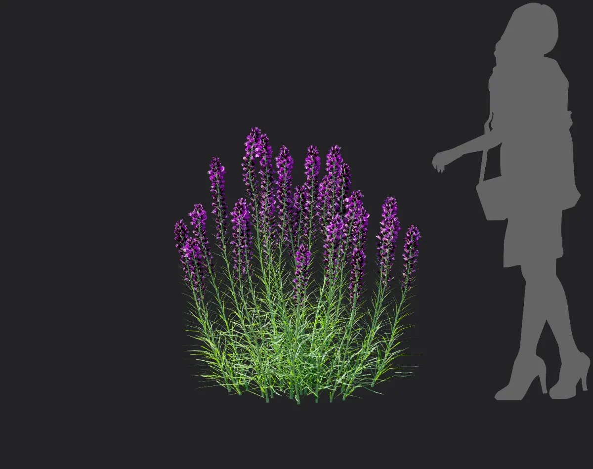 liatris spicata 003 — Скачать