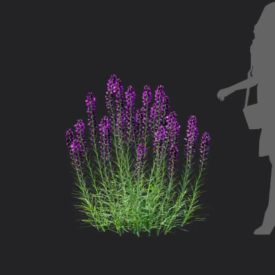 liatris spicata 003 — download