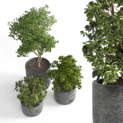 Outdoor plant 06 — Ver 2