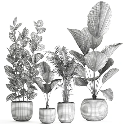 Collection of small beautiful plants in black pots with Licuala, palm, ficus. Set 664. — Ver 4