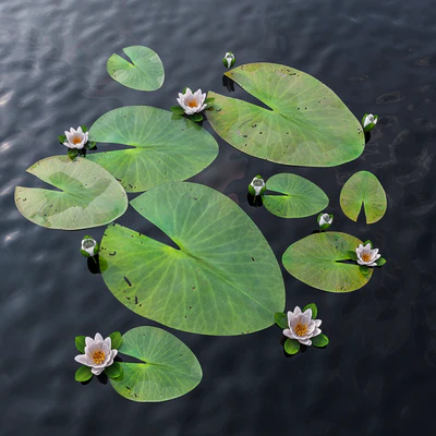 Water Lily — Ver 1
