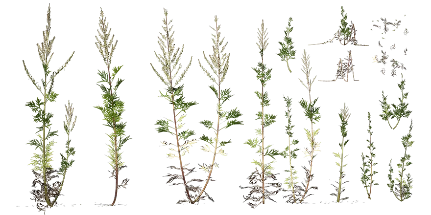 common mugwort 001 — Descargar