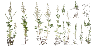 common mugwort 001 — Descargar