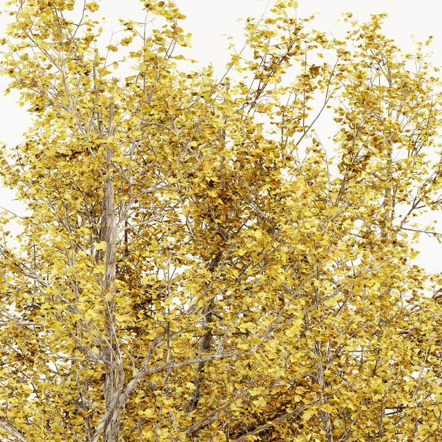 River Birch fall 5 TREE — Скачать