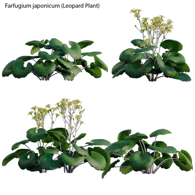 Farfugium japonicum - Leopard Plant — Вид 3