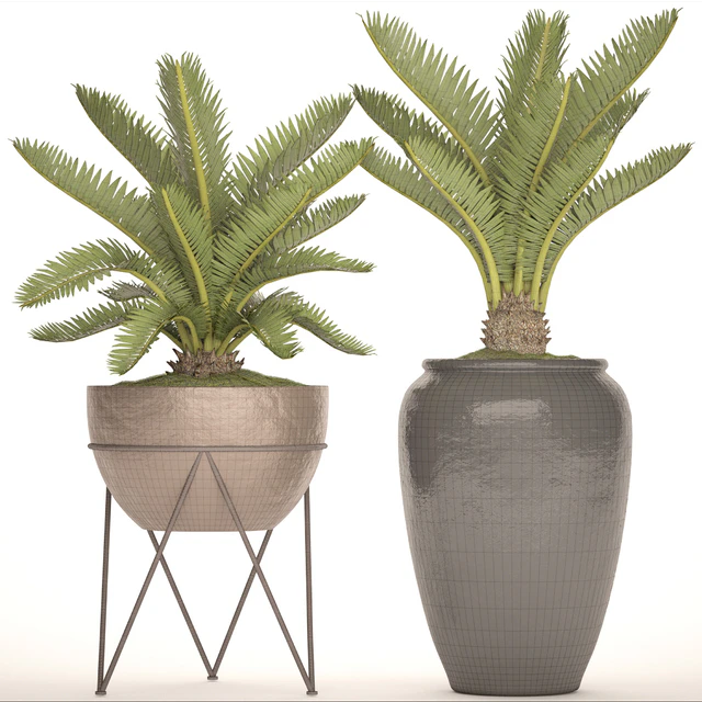 A collection of plants in pots. 54 Cycas, cycad, pot, flowerpot, bush, outdoor, decorative — Descargar