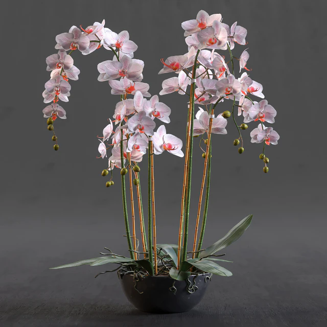 Orchid — Descargar