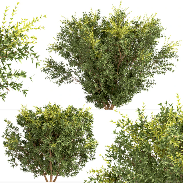 Set of Berberis julianae Shrubs (Wintergreen barberry) (3 Shrubs) — Скачать