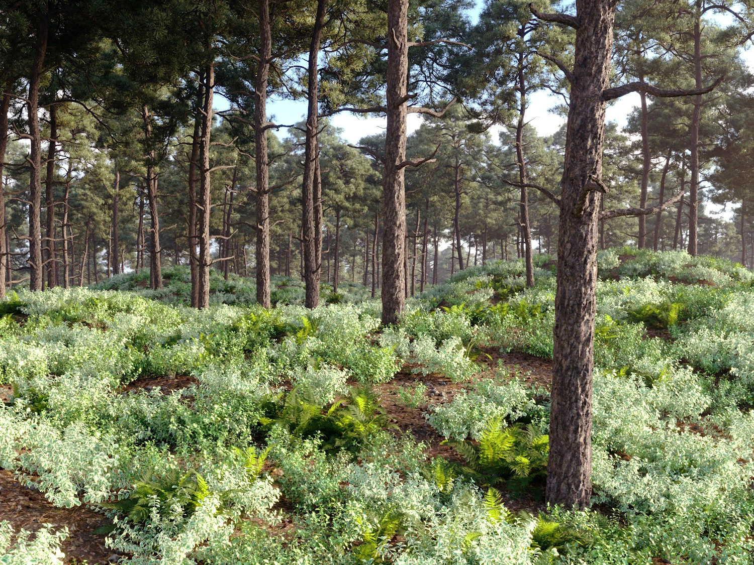 caledonian forest pack — Скачать