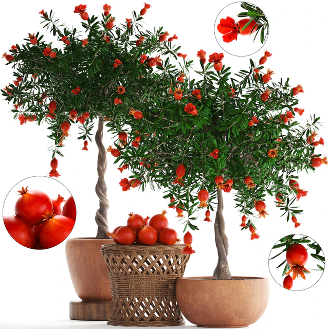 Plant Collection 264. Pomegranate tree with fruits, blooming, rattan table, flowerpot, outdoor, clay, clinker, eco design, natural materials — Descargar