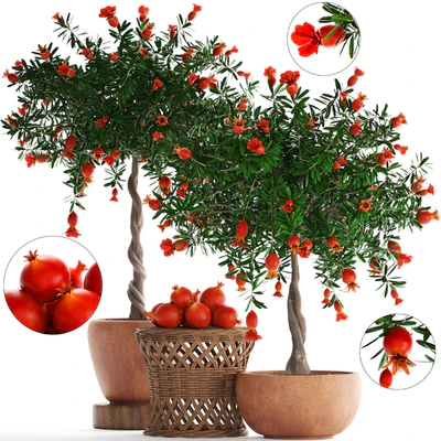 Plant Collection 264. Pomegranate tree with fruits, blooming, rattan table, flowerpot, outdoor, clay, clinker, eco design, natural materials — Ver 1
