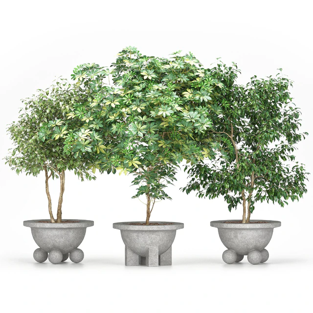 Schefflera + Ficus Benjamina (Schefflera + Ficus Benjamina) — Descargar