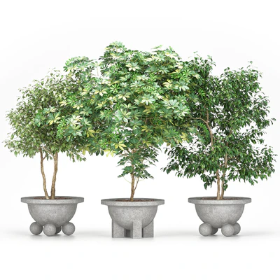 Schefflera + Ficus Benjamina (Schefflera + Ficus Benjamina) — Ver 1