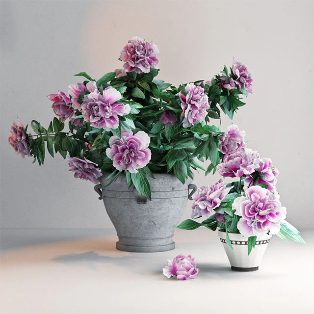 Peony Garden — Descargar