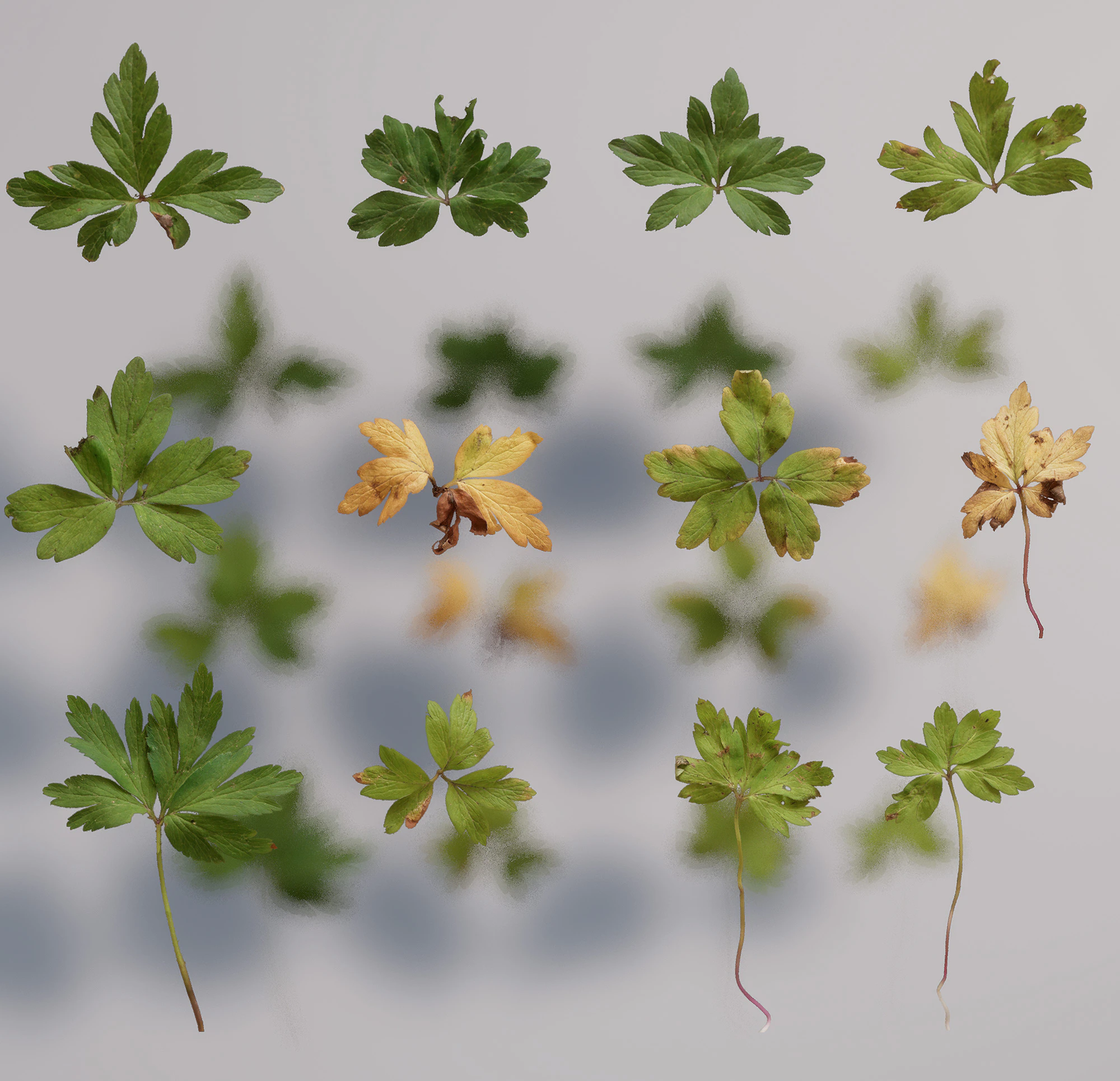 anemone nemorosa — Скачать