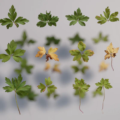 anemone nemorosa — download