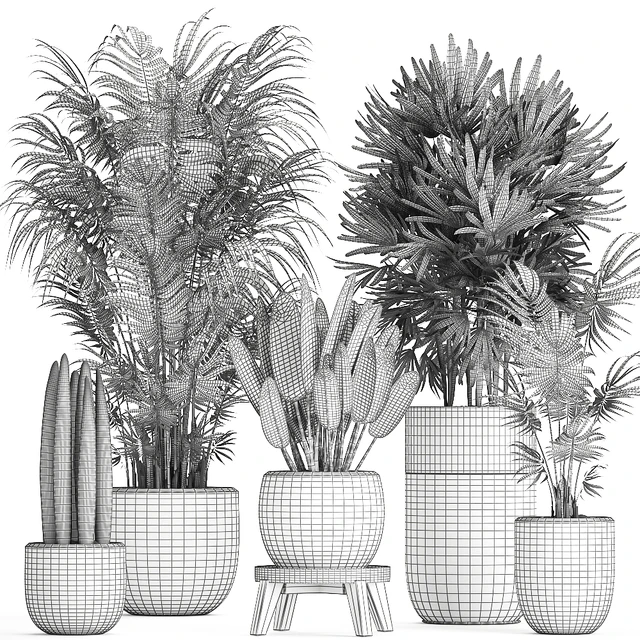 A collection of beautiful small plants in black pots and vases with Palm, Rapeseed, strelitzia. Set 738. — Descargar