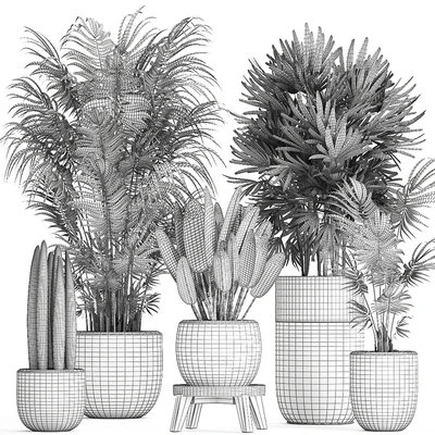 A collection of beautiful small plants in black pots and vases with Palm, Rapeseed, strelitzia. Set 738. — Ver 5