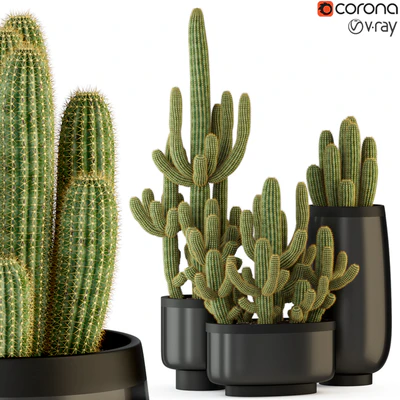 Plants collection 317 — Вид 1