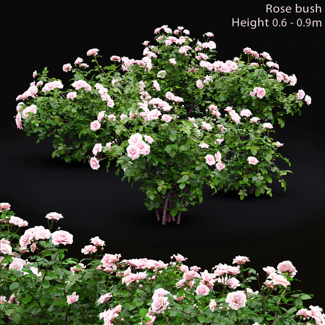 Rose — Descargar
