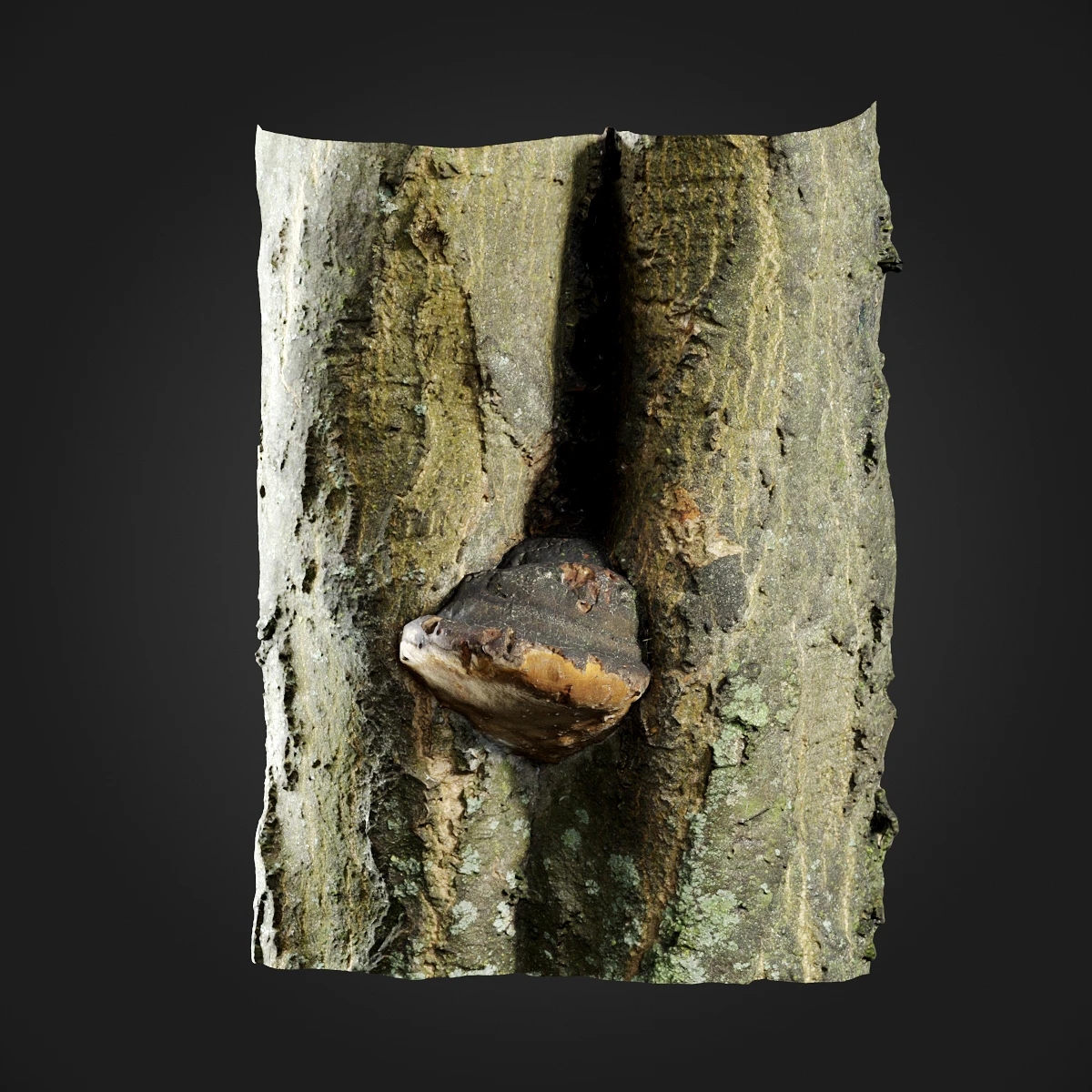 trees and barks 060 — Скачать