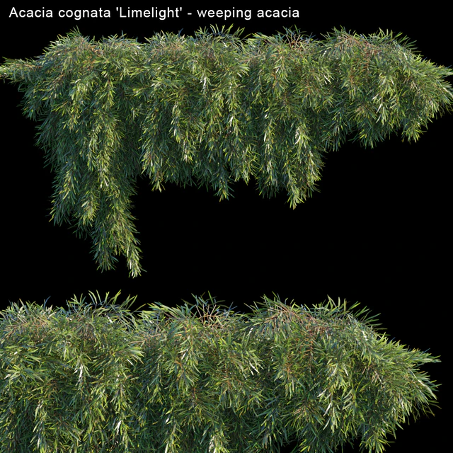 Acacia cognata Limelight - Weeping Acacia — Скачать