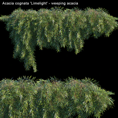 Acacia cognata Limelight - Weeping Acacia — Скачать