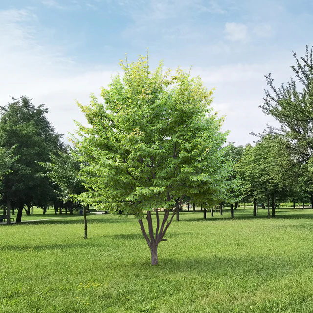 Carpinus Caroliniana — Скачать