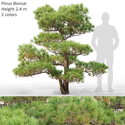 Bonsai — Вид 1