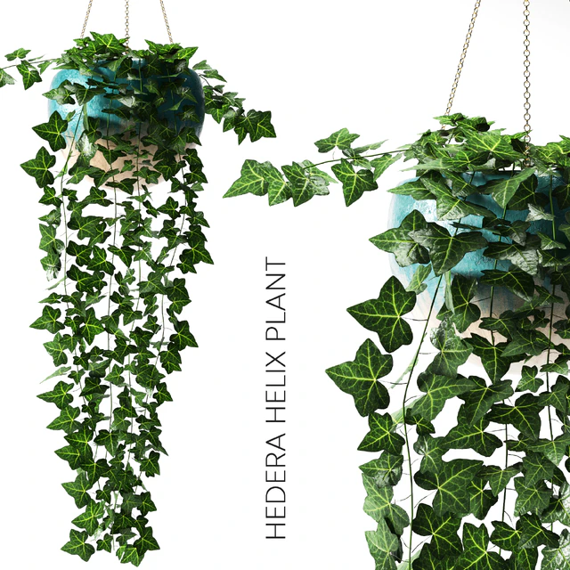 hedera helix plant — Descargar