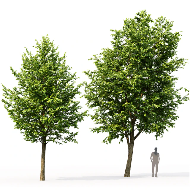 Tilia platyphyllos # 3 (7.6-10.5m) — Descargar