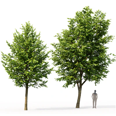 Tilia platyphyllos # 3 (7.6-10.5m) — Ver 2