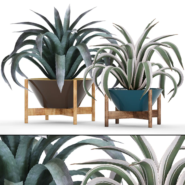 Collection of plants 74. Agave, agave, aloe, cactus, outdoor pot, flowerpot, mexican, decorative, prickly — Descargar