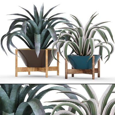 Collection of plants 74. Agave, agave, aloe, cactus, outdoor pot, flowerpot, mexican, decorative, prickly — Ver 1