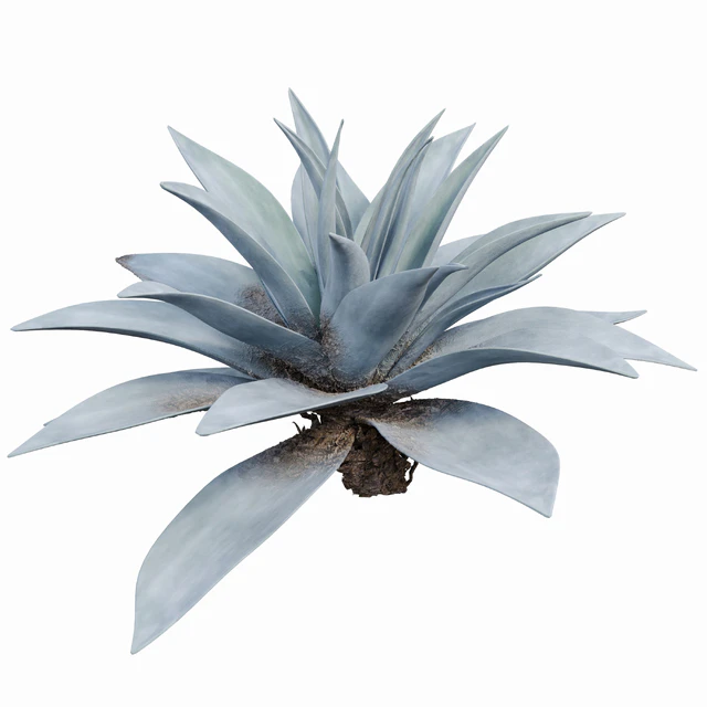 Agave 03 — Descargar