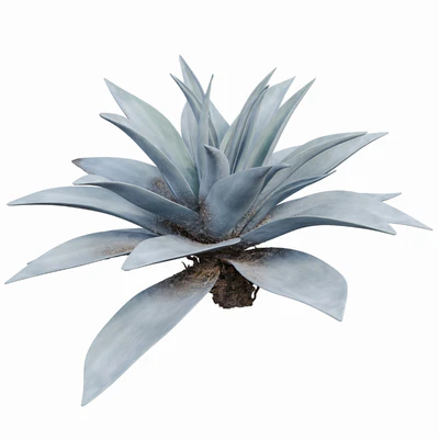 Agave 03 — Ver 4