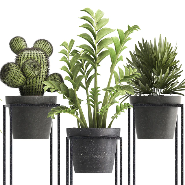 Plant collection 314. Small plants, pot, cactus, rapis, aloe, cireus, indoor, stand, concrete, pot, loft, Zamioculcas, Raphis Palm — Descargar