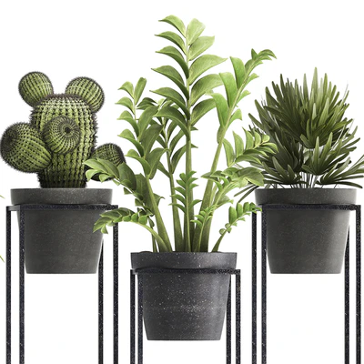 Plant collection 314. Small plants, pot, cactus, rapis, aloe, cireus, indoor, stand, concrete, pot, loft, Zamioculcas, Raphis Palm — Ver 3