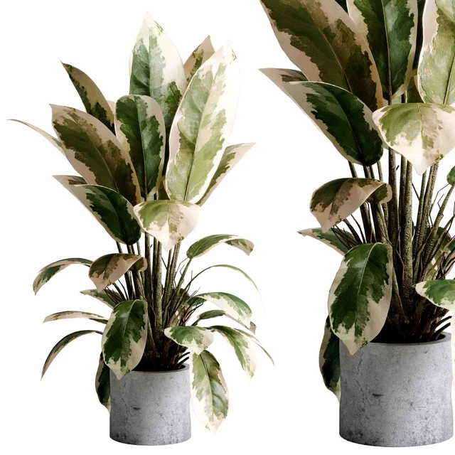 Benjamin Plant - indoor plant set 495 concrete old vase — Descargar
