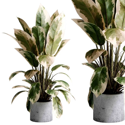 Benjamin Plant - indoor plant set 495 concrete old vase — Ver 2