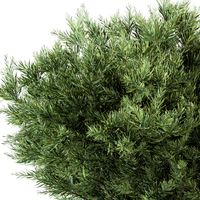 Needle Leaf Bush - Bush Set 26 — Descargar
