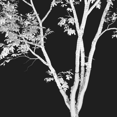 Autumn American beech — Ver 3