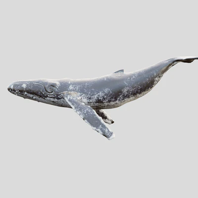 Gray whale — Вид 1