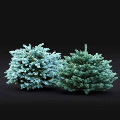 Spruce — Вид 3