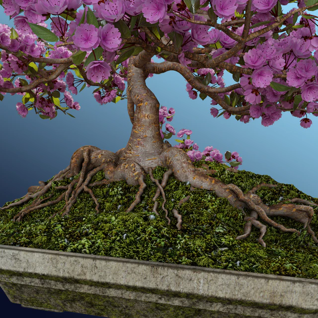 Bonsai Sakura — Descargar