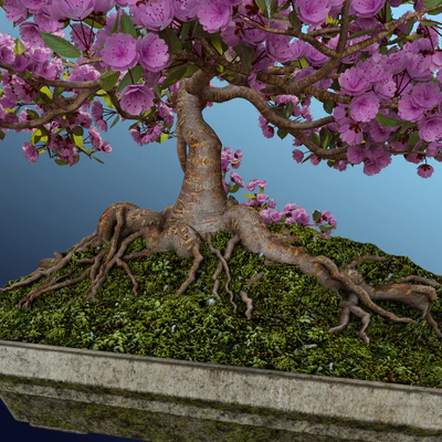 Bonsai Sakura — Ver 3